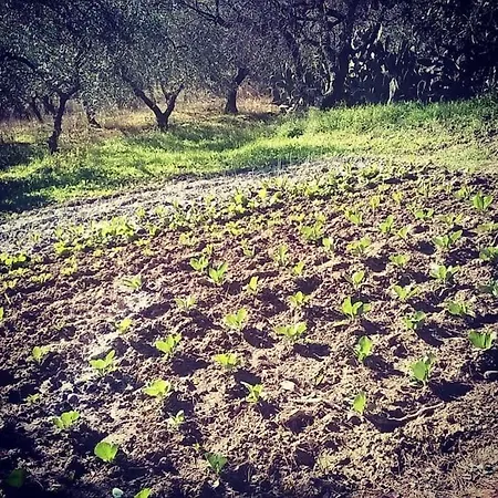 Villa La Grande Quercia Tricarico